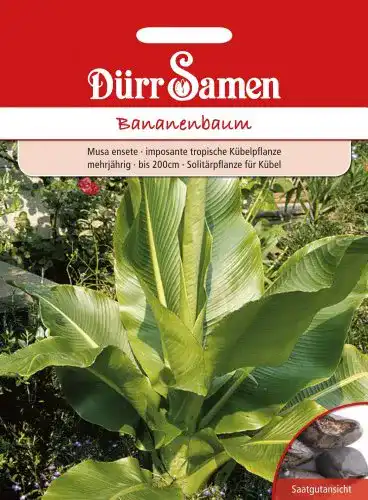 Bananensamen Dürr-Samen Bananenbaum Saatgut