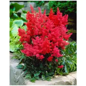 Astilbe Stauden Gänge 1 x arendsii ‚Astary Red‘ winterhart