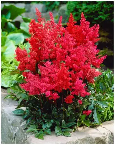 Astilbe Stauden Gänge 1 x arendsii ‚Astary Red‘ winterhart