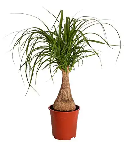 Elefantenfuß-Pflanze Dehner Elefantenfuß, ca. 70-80 cm