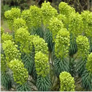 Wolfsmilch Arborix, grüner und billiger! 6 x Euphorbia Lathyris
