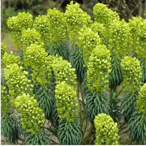 Wolfsmilch Arborix, grüner und billiger! 6 x Euphorbia Lathyris