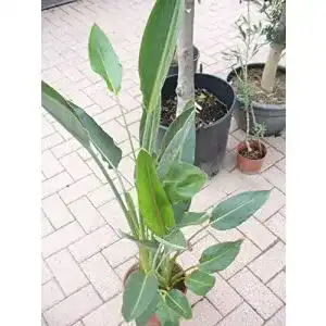 Strelitzie-Pflanze Jardines de Jaravia Paradiesvogelblume