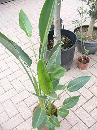 Strelitzie-Pflanze Jardines de Jaravia Paradiesvogelblume