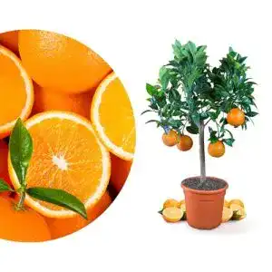 Zitruspflanzen Meine Orangerie Orangenbaum Mezzo