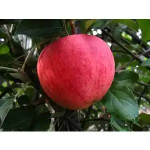 Apfelbaum Elstar PlantaPro Apfelbaum, Elstar, Malus domestica
