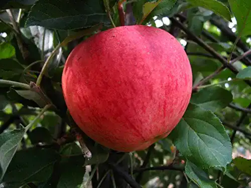 Apfelbaum Elstar PlantaPro Apfelbaum, Elstar, Malus domestica