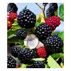 Brombeerstrauch BALDUR Garten Zuckerbrombeere Asterina®