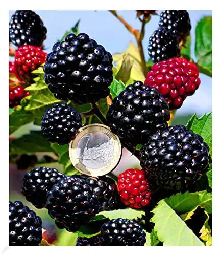 Brombeerstrauch BALDUR Garten Zuckerbrombeere Asterina®