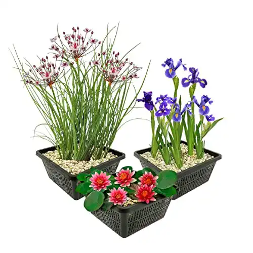 Wasserpflanze S VD VELDE WATERPLANTEN Teichpflanzen Set