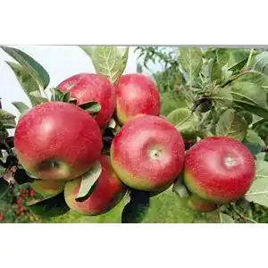 Gravensteiner Apfelbaum Pflanzen Für Dich 150-200cm, 7,5L Topf