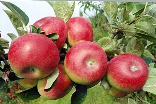 Gravensteiner Apfelbaum Pflanzen Für Dich 150-200cm, 7,5L Topf