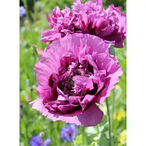 Mohn-Samen Grow Your Secret Garden Mohn, ‘Lila Paeony’