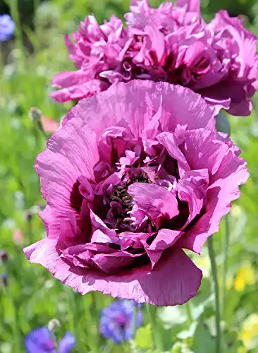 Mohn-Samen Grow Your Secret Garden Mohn, ‘Lila Paeony’