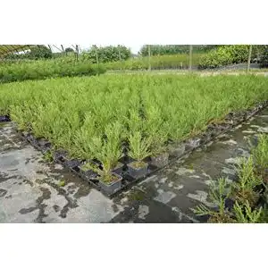 Mammutbaum PFLANZHITS Ihr Pflanzenpartner 3st. 15-25cm