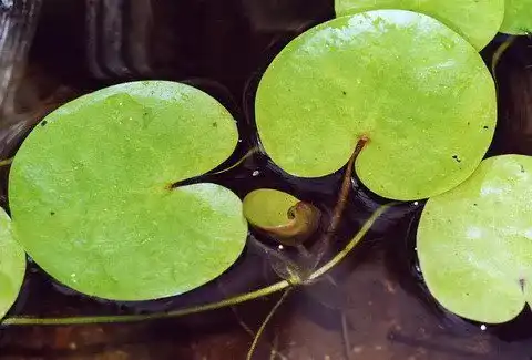 Froschbiss WFW wasserflora Europäischer /Hydrocharis morsus-Ranae