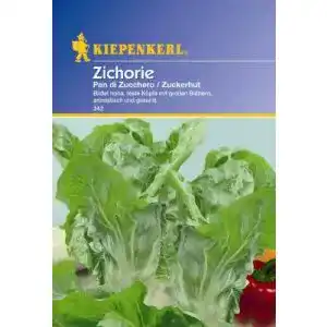 Zuckerhut-Samen Kiepenkerl Zichoriensalat Zuckerhut