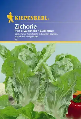 Zuckerhut-Samen Kiepenkerl Zichoriensalat Zuckerhut