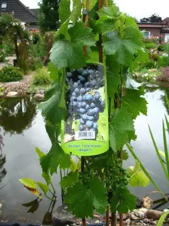 Weinrebe Plantenwelt Regent 80 cm hoch im 3 Liter Pflanzcontainer