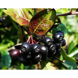 Aroniabeeren-Pflanze floranza.de Apfelbeere Nero Aronia