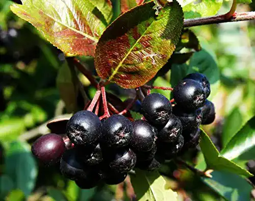 Aroniabeeren-Pflanze floranza.de Apfelbeere Nero Aronia