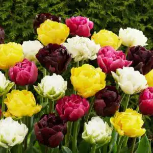 Frühblüher-Zwiebeln DUTCH BULBS EXCLUSIVE PLANTS FROM