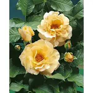 ADR-Rose Rosen Union Strauchrose ‘Kaiser von Lautern’ -R-