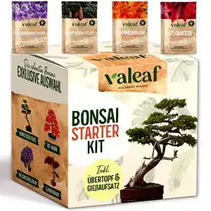 Bonsai-Starter-Kit valeaf Bonsai Starter Kit, Anzuchtset
