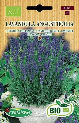 Lavendel-Samen Germisem Lavendel LAVANDULA ANGUSTIFOLIA