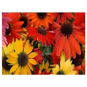 Echinacea-Pflanze Stauden Gänge 3 x ‘Cheyenne Spirit’