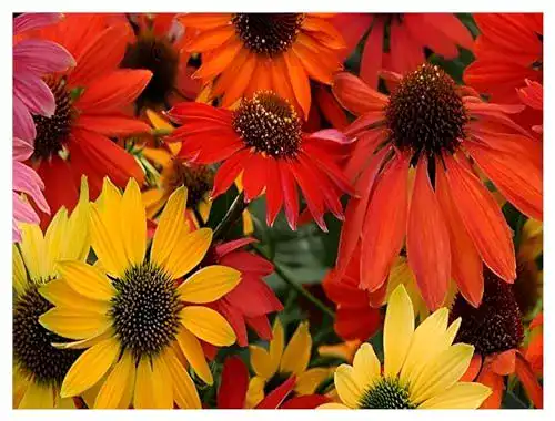 Echinacea-Pflanze Stauden Gänge 3 x ‘Cheyenne Spirit’
