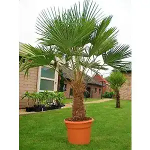 Palme CSL sunrise GmbH Seltene Kreuzung bis 140 cm frosthart