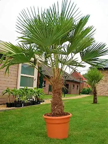 Palme CSL sunrise GmbH Seltene Kreuzung bis 140 cm frosthart