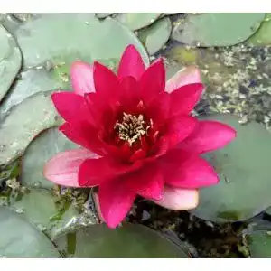 Seerosen Wasserpflanzen Wolff, Nymphaea ‘Perry’s Baby Red’