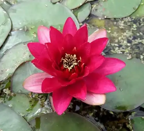 Seerosen Wasserpflanzen Wolff, Nymphaea ‘Perry’s Baby Red’