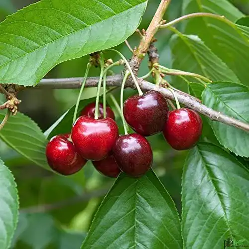 Kirschbaum pille baumschulen Kirsche rot süß Regina