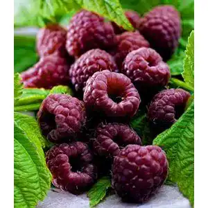 Himbeerstrauch BALDUR Garten Schwarze Himbeere Glenn Coe