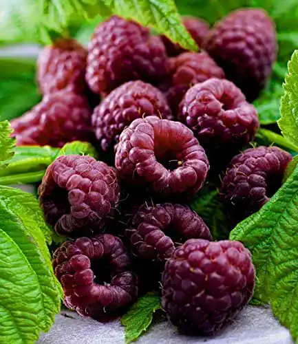 Himbeerstrauch BALDUR Garten Schwarze Himbeere Glenn Coe
