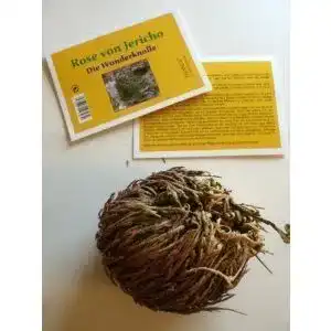 Rose von Jericho Tropica, Selaginella lepydophylla, 1 Knolle XL