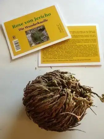 Rose von Jericho Tropica, Selaginella lepydophylla, 1 Knolle XL