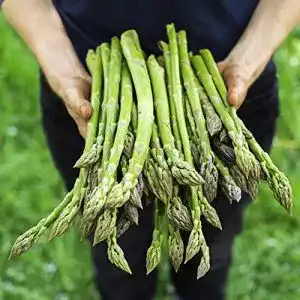 Spargelsamen Aixin Spargel-Samen, 20 + Samen, ohne GMO Bio