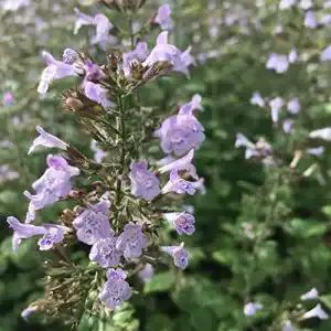 Bergminze Blumixx Stauden Calamintha nepeta ‘Blue Cloud’