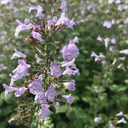 Bergminze Blumixx Stauden Calamintha nepeta ‘Blue Cloud’