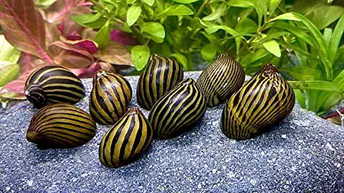 Algenfressende Schnecke WaterPlants 5 Zebra Rennschnecken