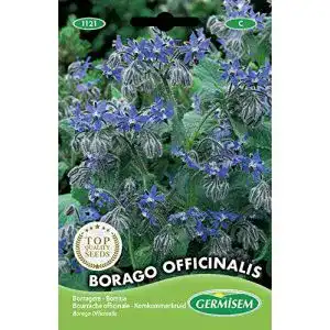 Borretsch-Samen Germisem Borretsch BORAGO OFFICINALIS