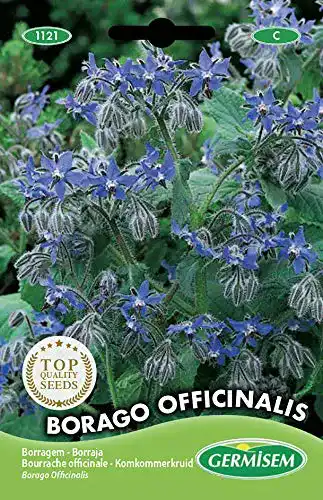 Borretsch-Samen Germisem Borretsch BORAGO OFFICINALIS