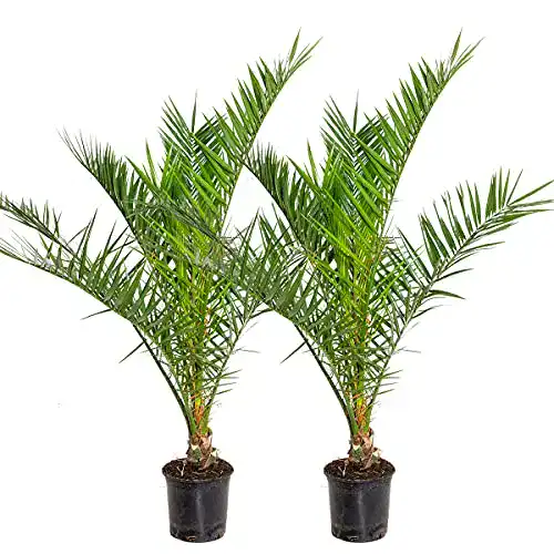 Palme Bloomique Phoenix ‘Canariensis’ Kanarische Dattel