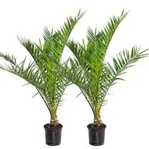 Dattelpalme Bloomique Phoenix ‘Canariensis’ 2 Stück, winterhart