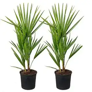 Zwergpalme Bloomique Chamaerops ‘Humilis’, pro 2 Stück