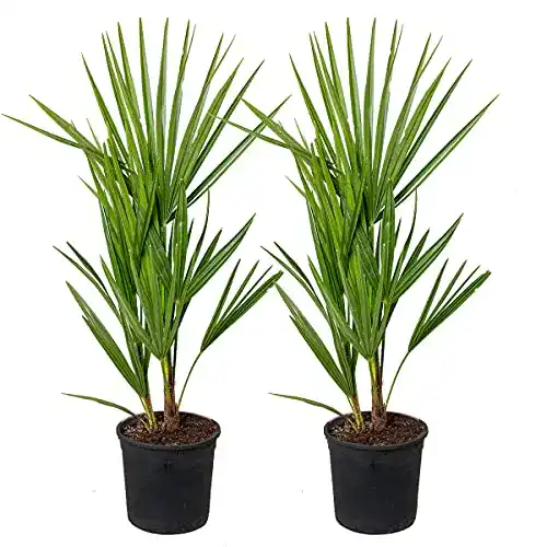 Zwergpalme Bloomique Chamaerops ‘Humilis’, pro 2 Stück